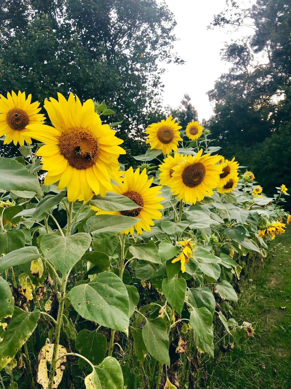Grow big or go home: Sunflowers on the Gulf Coast - Cultivating